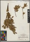 Foto von Salix phylicifolia L.